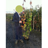 CORNUS officinalis En pot de 10-12 litres buisson hauteur 080-100 cm