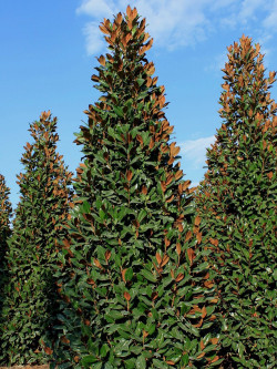 MAGNOLIA grandiflora GALISSONIENSIS