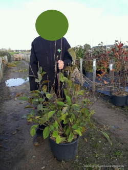 MAGNOLIA soulangeana RUSTICA RUBRA En pot de 15-20 litres