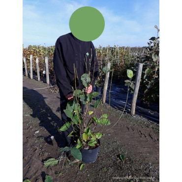 MAGNOLIA SPECTRUM En pot de 10-12 litres