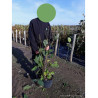 MAGNOLIA SPECTRUM En pot de 10-12 litres