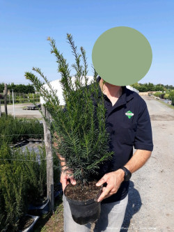 TAXUS baccata En pot de 4-5 litres