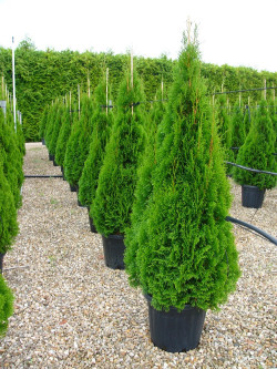 thuya-occidental-smaragd-thuja-occidentalis-smaragd-6.jpg