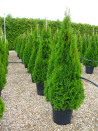 thuya-occidental-smaragd-thuja-occidentalis-smaragd-6.jpg