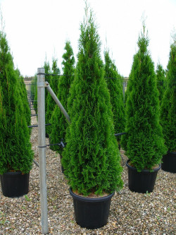 THUJA occidentalis SMARAGD En pot de 35-50 litres hauteur 175-200 cm