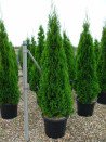 thuya-occidental-smaragd-thuja-occidentalis-smaragd-7.jpg