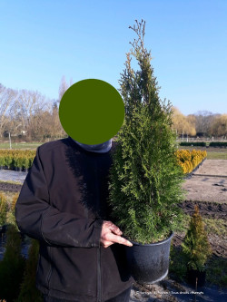 thuya-occidental-smaragd-thuja-occidentalis-smaragd-3.jpg