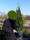 thuya-occidental-smaragd-thuja-occidentalis-smaragd-3.jpg