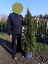 thuya-occidental-smaragd-thuja-occidentalis-smaragd-5.jpg