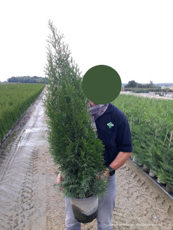 thuya-occidental-smaragd-thuja-occidentalis-smaragd-4.jpg