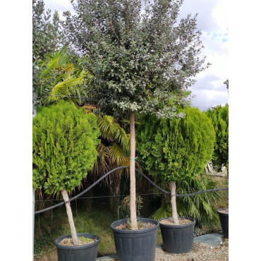 FEIJOA sellowiana