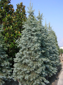 ABIES concolor