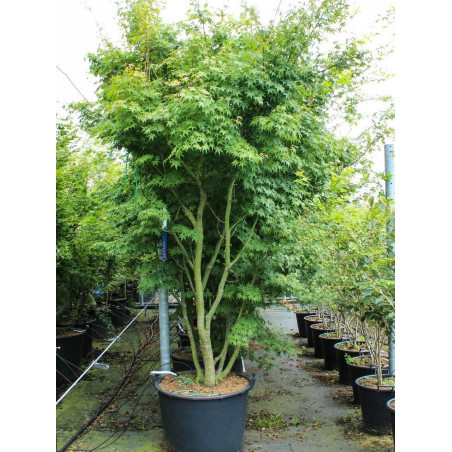 ACER palmatum En pot de 130-150 litres buisson hauteur 250-300 cm