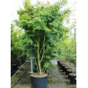ACER palmatum En pot de 130-150 litres buisson hauteur 250-300 cm