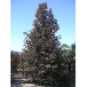 ACER platanoides CRIMSON KING