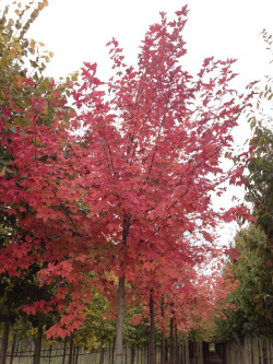 ACER rubrum