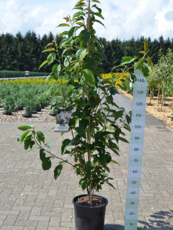 PRUNUS serrulata AMANOGAWA En pot 15-20 litres forme forme baliveau