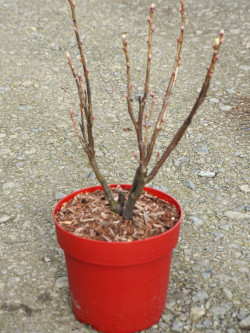 CASSISSIER En pot de 4-5 litres