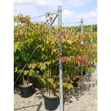 CORNUS controversa En pot de 25-30 litres buisson hauteur 150-175 cm