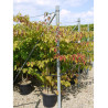 CORNUS controversa En pot de 25-30 litres buisson hauteur 150-175 cm