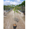 ALBIZIA julibrissin OMBRELLA En pot de 15-20 litres tige hauteur du tronc 090-110 cm