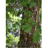 ALNUS cordata