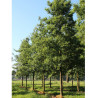 ALNUS cordata