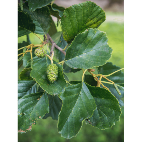 ALNUS glutinosa ALNUS glutinosa