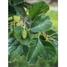 ALNUS glutinosa