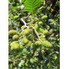 ALNUS glutinosa