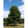 ALNUS glutinosa
