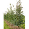 ALNUS incana