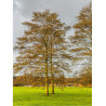 ALNUS incana