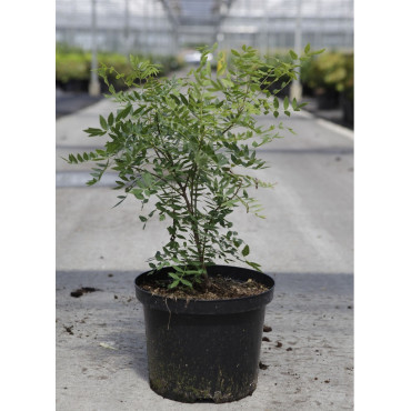 XANTHOCERAS sorbifolium En pot de 4-5 litres buisson hauteur 040-060 cm