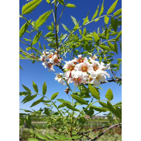 XANTHOCERAS sorbifolium XANTHOCERAS sorbifolium