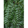 XANTHOCERAS sorbifolium