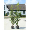 PRUNUS avium PLENA En pot de 15-20 litres forme baliveau hauteur 150-200 cm