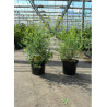 CORONILLA glauca CITRINA En pot de 10-12 litres