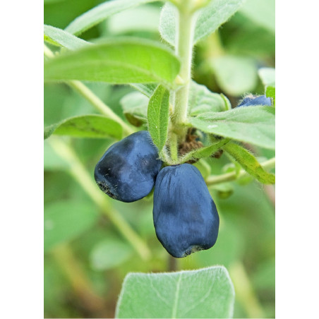LONICERA kamtschatica BLUE VELVET LONICERA kamtschatica BLUE VELVET