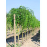 ULMUS pendula MAURO