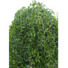 ULMUS pendula MAURO