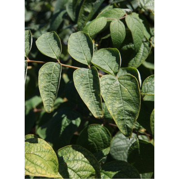 DECAISNEA fargesii