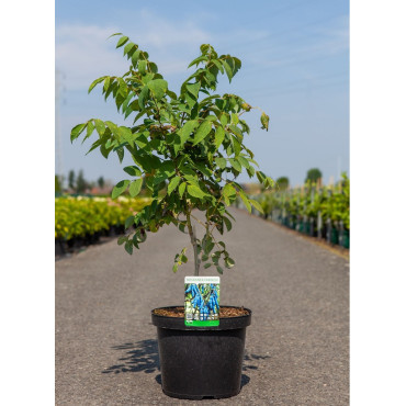 DECAISNEA fargesii En pot de 12-15 litres buisson hauteur 080-100 cm