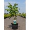 DECAISNEA fargesii En pot de 12-15 litres buisson hauteur 080-100 cm