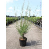 TAMARIX HULSDONK WHITE En pot de 10-12 litres