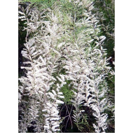 TAMARIX HULSDONK WHITE TAMARIX HULSDONK WHITE