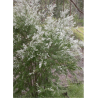 TAMARIX HULSDONK WHITE