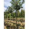 PRUNUS serrulata PINK PERFECTION