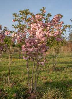 PRUNUS serrulata PINK PERFECTION