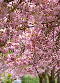 PRUNUS serrulata PINK PERFECTION
